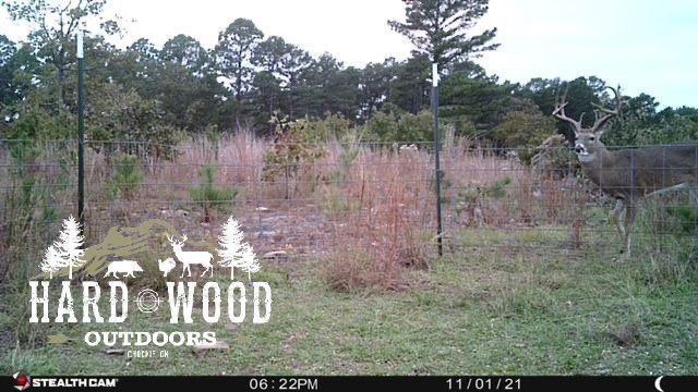 Nov 1st trail cam- buck on right side