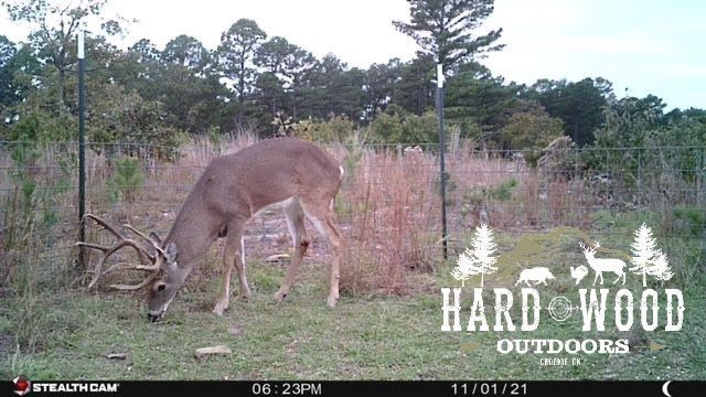 Nov 1st trail cam- buck grazing