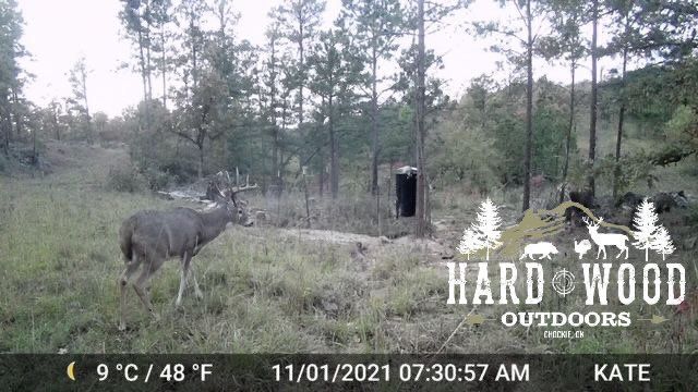 Nov 1st trail cam- large buck on side