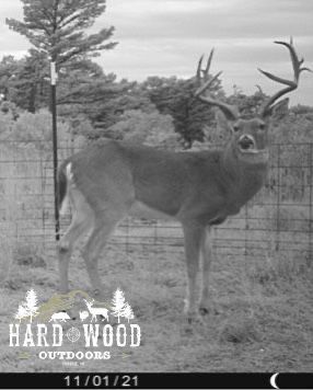 Nov 1st trail cam- large buck