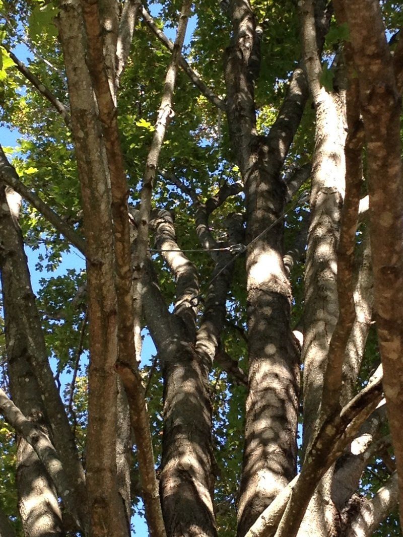tree service gallery