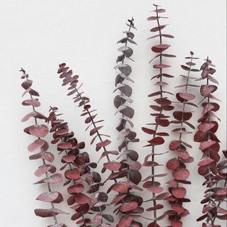 Red eucalyptus branches against a white background.