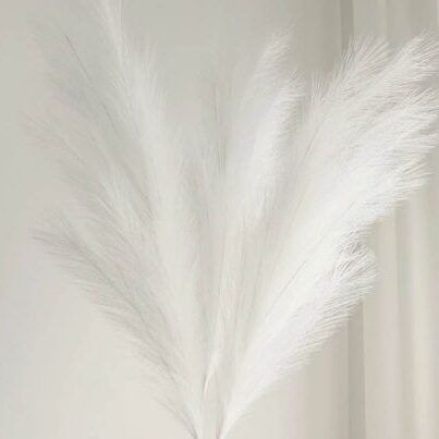 White feathery pampas grass against a white background.