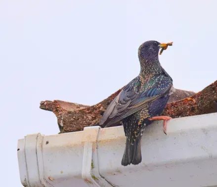 Cómo evitar nidos de aves en el sistema de canalones en Vitoria