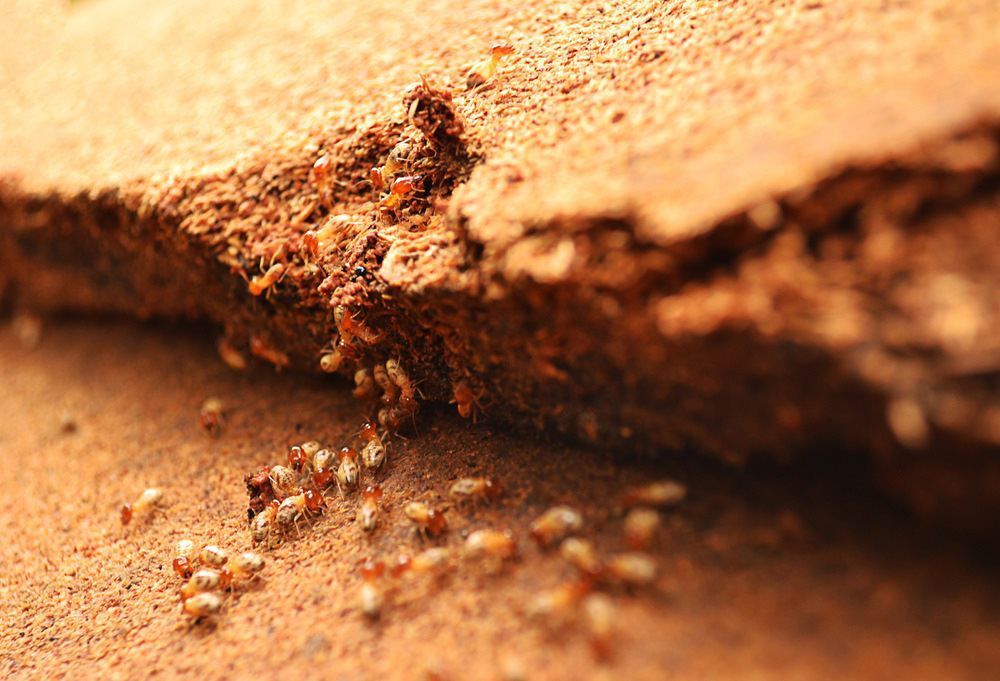 Termites Eating Away TImber  — Territory Pest Control In Winnellie, NT