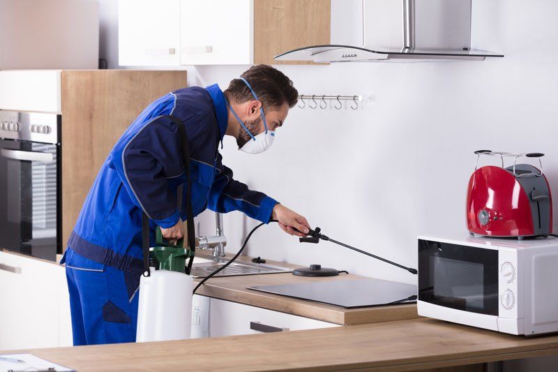A Man is Spraying a Kitchen Counter With a Sprayer — Territory Pest Control In Winnellie, NT