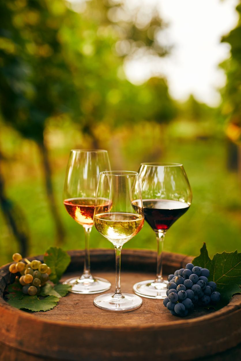 Three wine glasses on a wooden barrel with red and white grapes in a sunny vineyard
