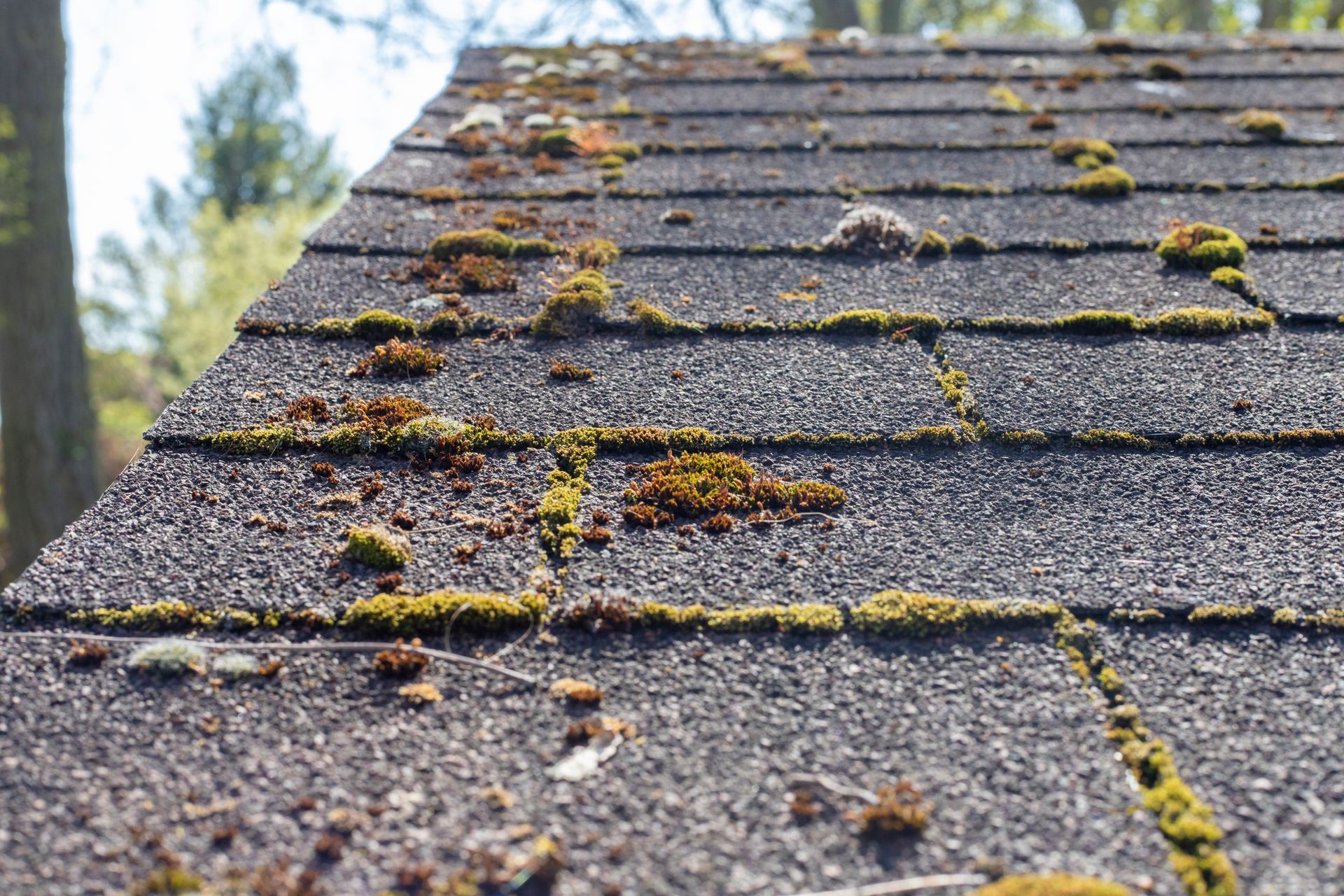 Moss-covered shingled roof seen close up with gray shingles and blurred trees in the background