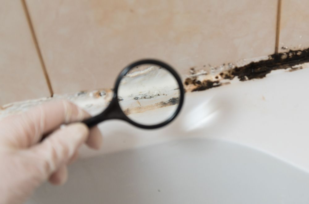 Using Magnifying Glass to Mold — Levittown, NY — RDL Home Inspections & Mold Assessments