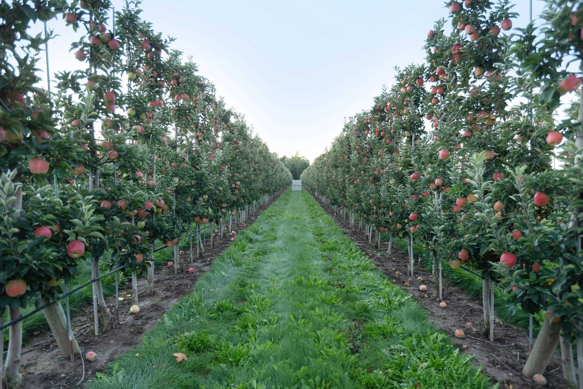Ontario Wholesale Apple Distributor
