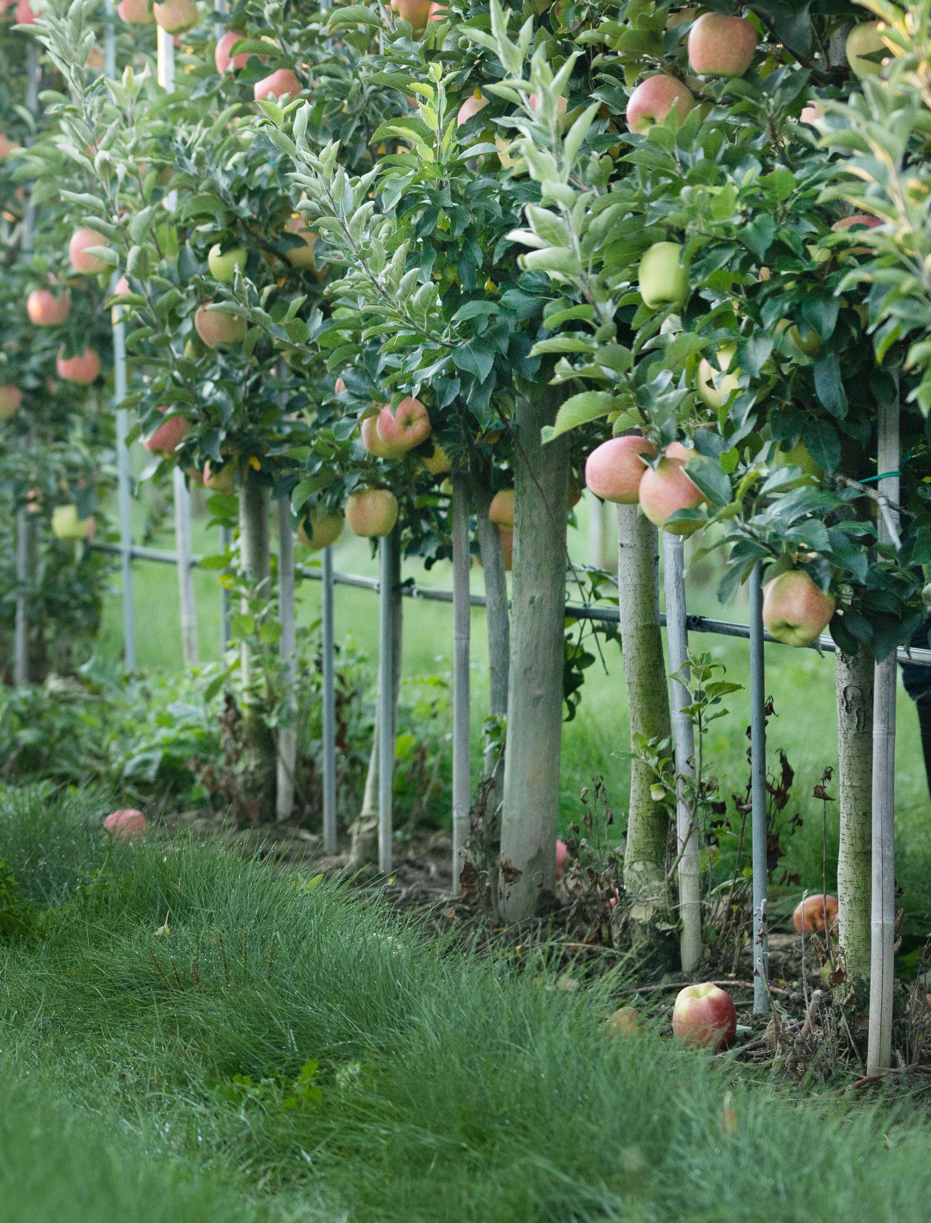 Trusted Canadian Apple Supplier Since 1836