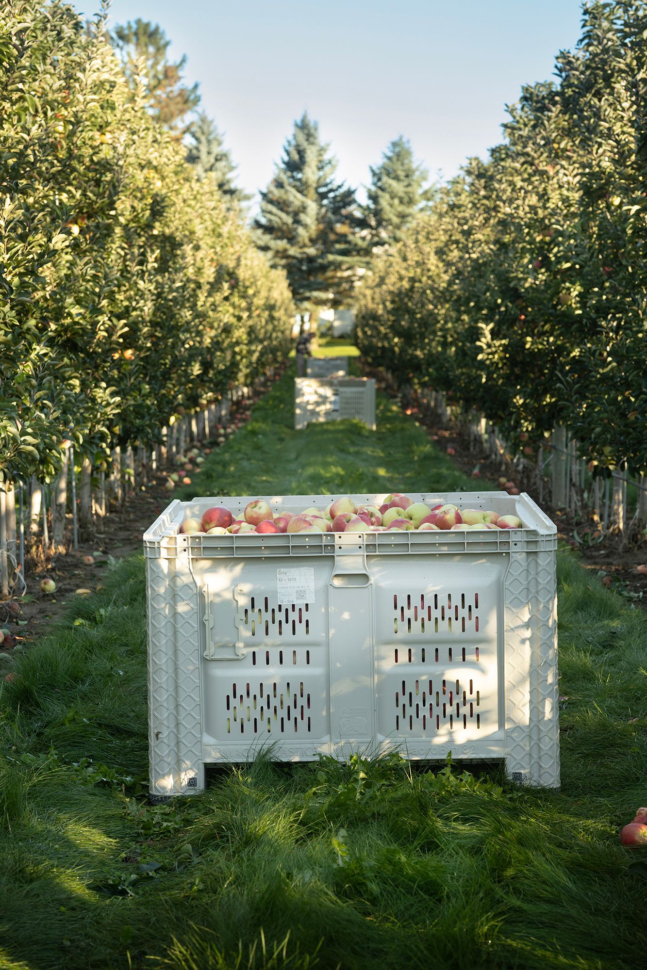 Ontario Apple Packing & Sorting Facility