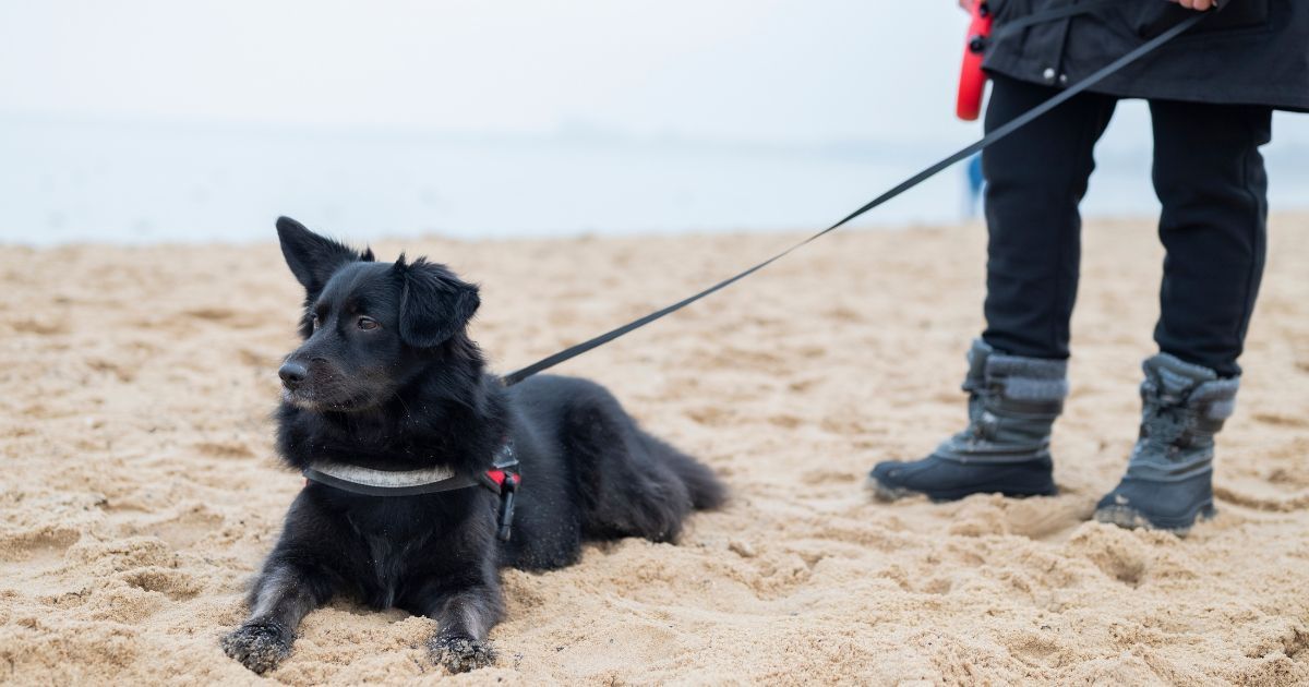 A black dog on a leash lying on the sandy beach at Kure Beach during winter, perfect for pet-friendly getaways.