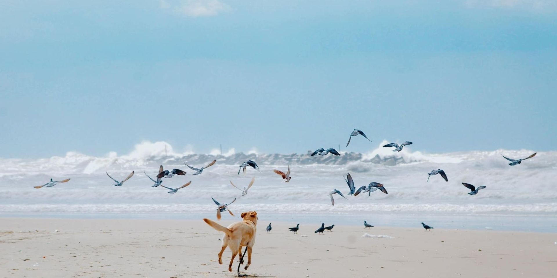 dog chasing seabirds at kure beach