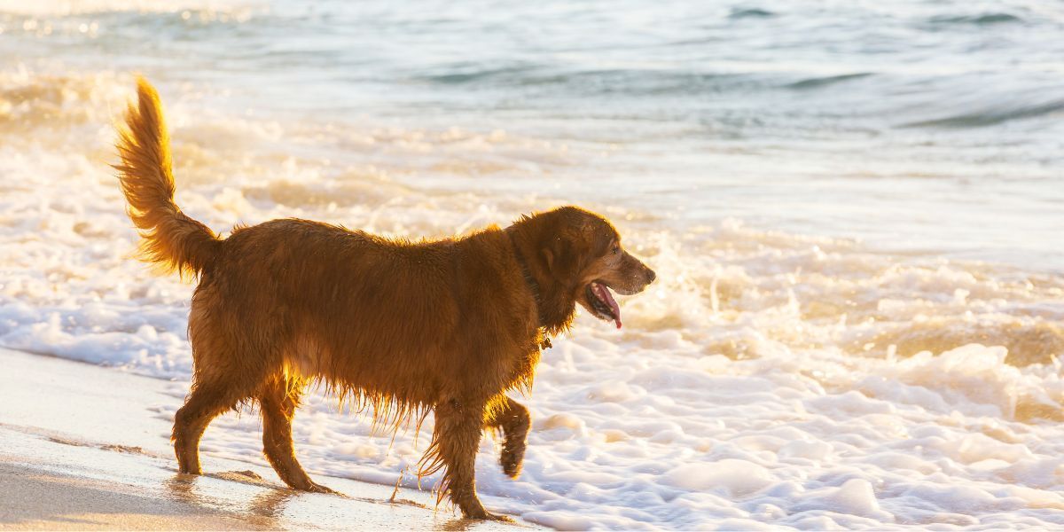 Golden retriever enjoying a pet-friendly beach near Seabirds Motel at Kure Beach.
