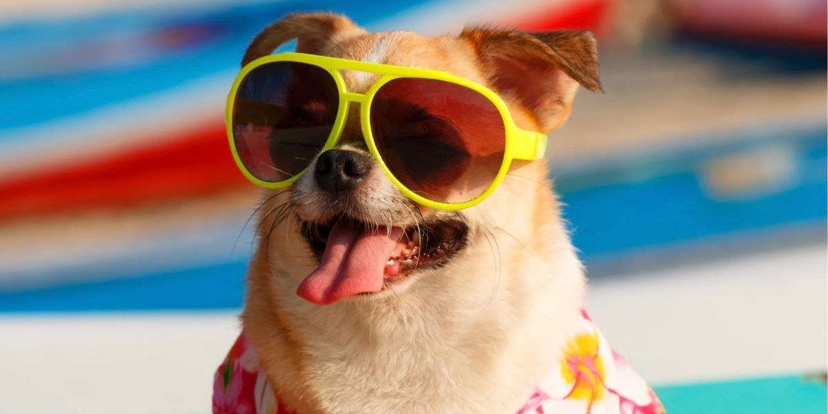 Adorable dog in sunglasses and a Hawaiian shirt relaxing at the pet-friendly beach near Seabirds Motel, Kure Beach.