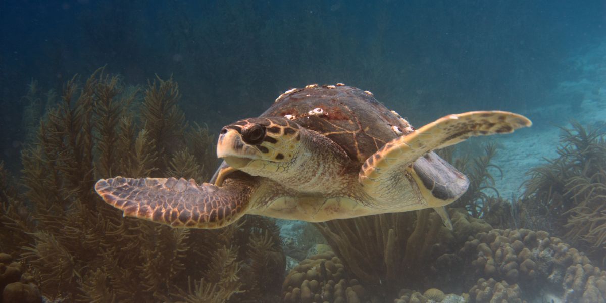 A loggerhead sea turtle swimming gracefully underwater, surrounded by coral and marine plants, highlighting North Carolina’s sea turtle conservation efforts.