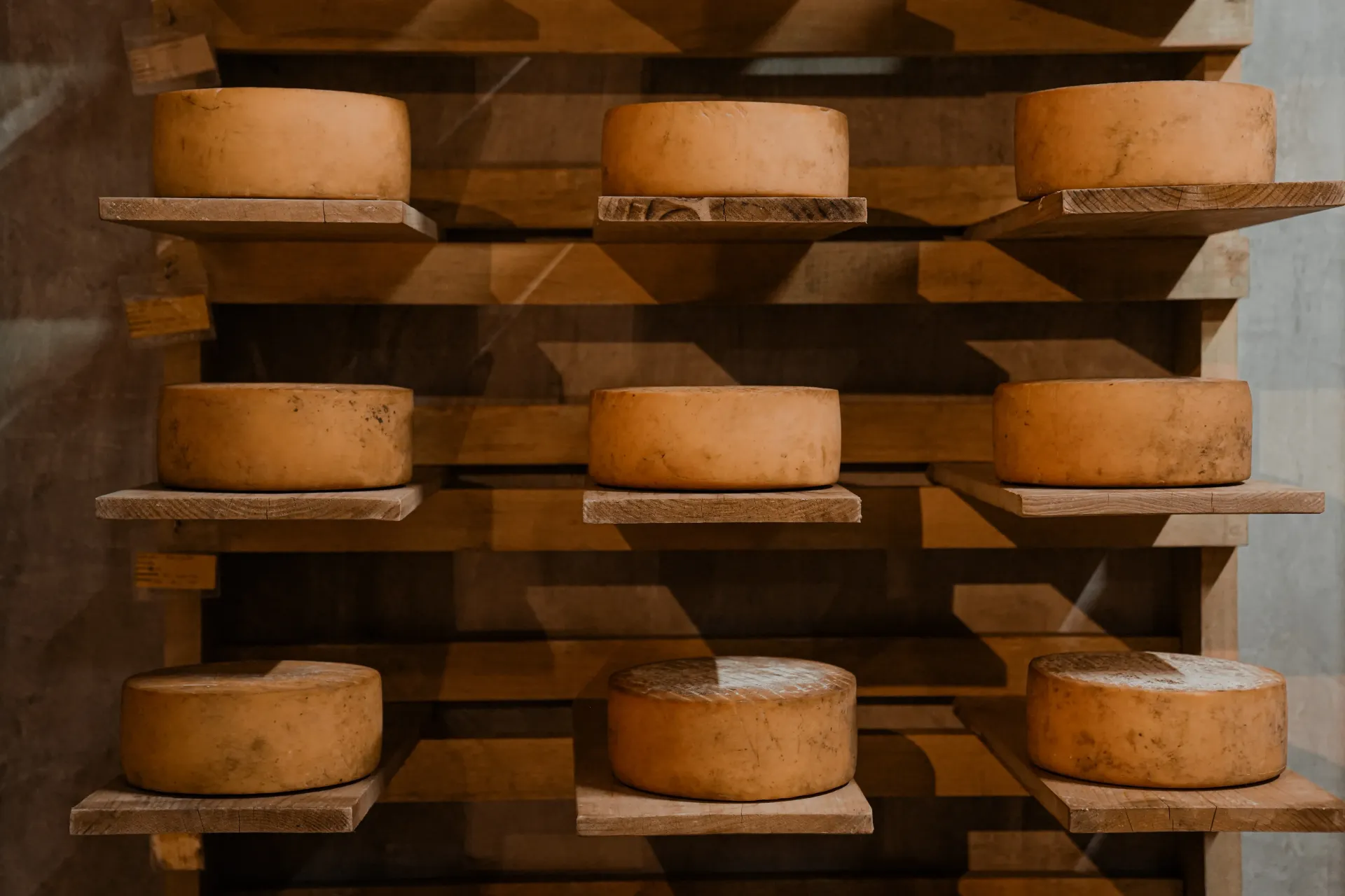 Rows of round cheese wheels aging on wooden shelves in a dim cellar