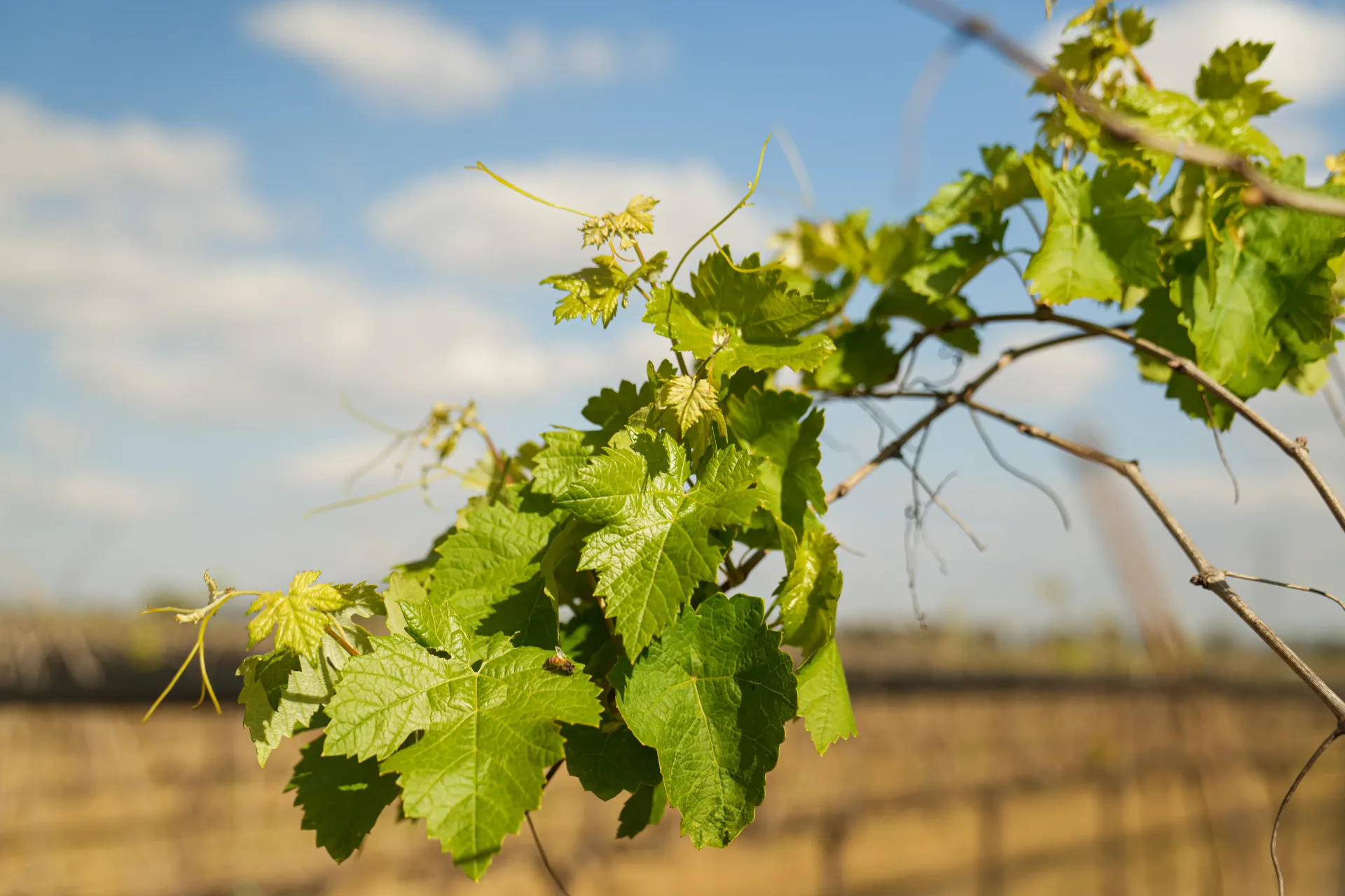 Green grapevine leaves on a branch against a blurred field and blue sky