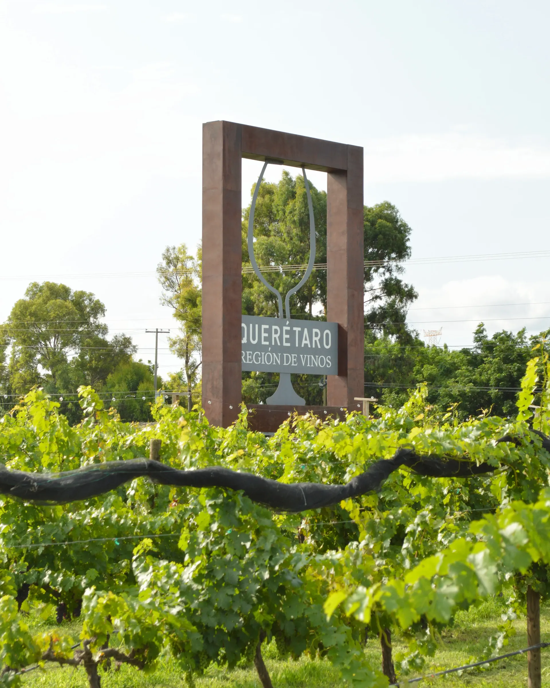 Viñedo con un cartel de madera en la entrada y árboles al fondo.