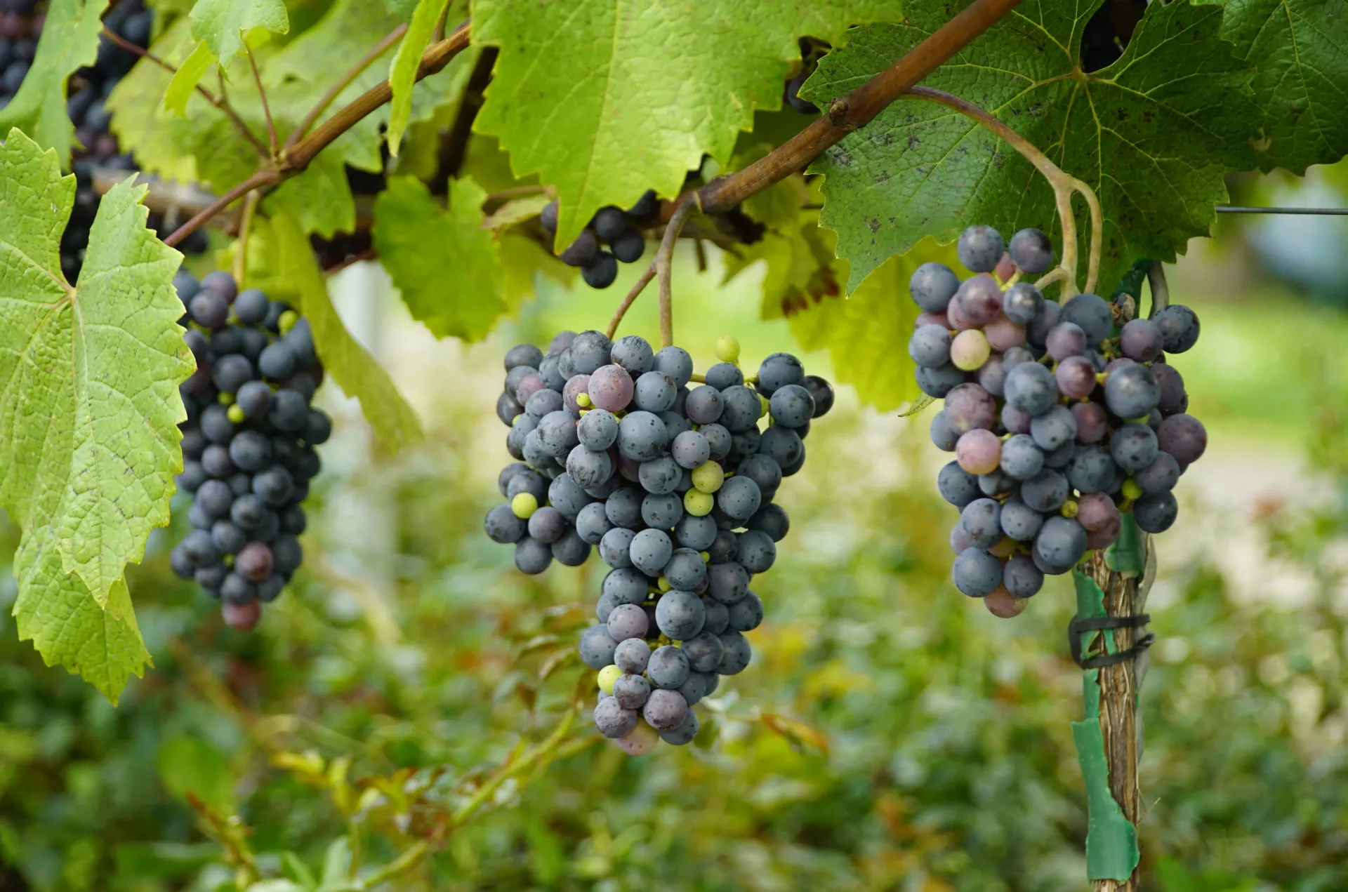 Racimos de uvas moradas colgando de vides con hojas verdes en un viñedo.