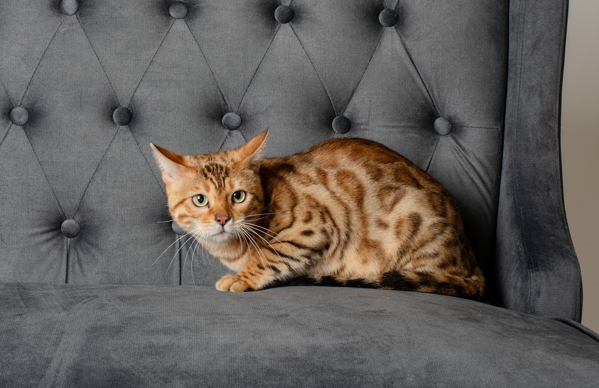 mature female cats for sale in toledo ohio