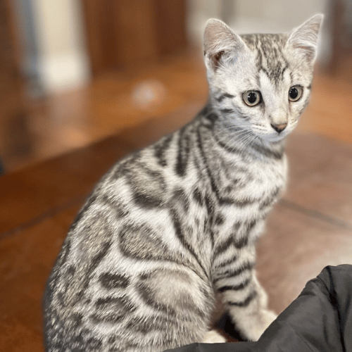 licensed bengal cat breeders in ohio