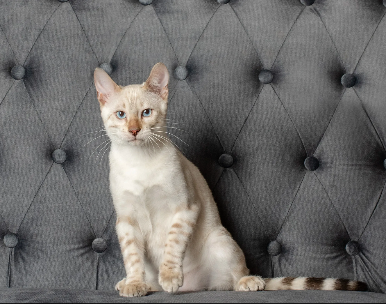 mature bengal cats for sale usa