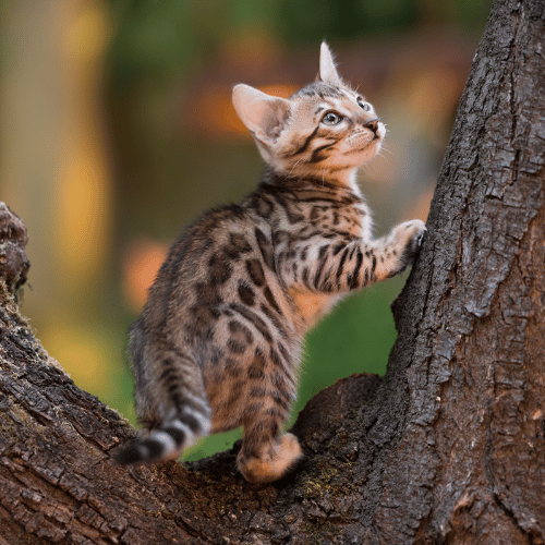 leopard bengal kittens for sale near me