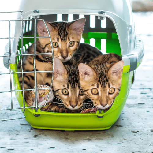 safe cat delivery programs available in ohio