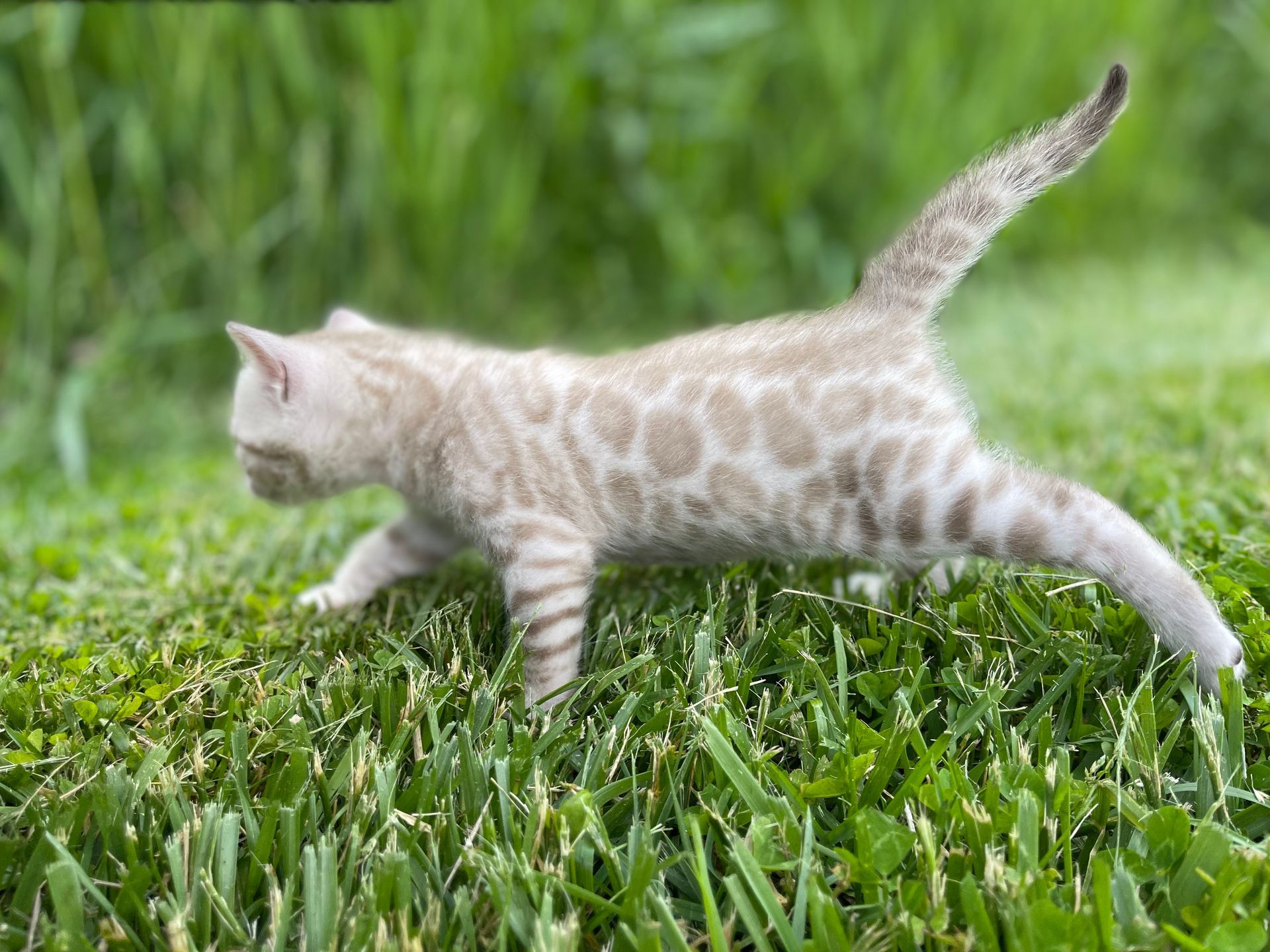 safe bengal cat breeders near me USA