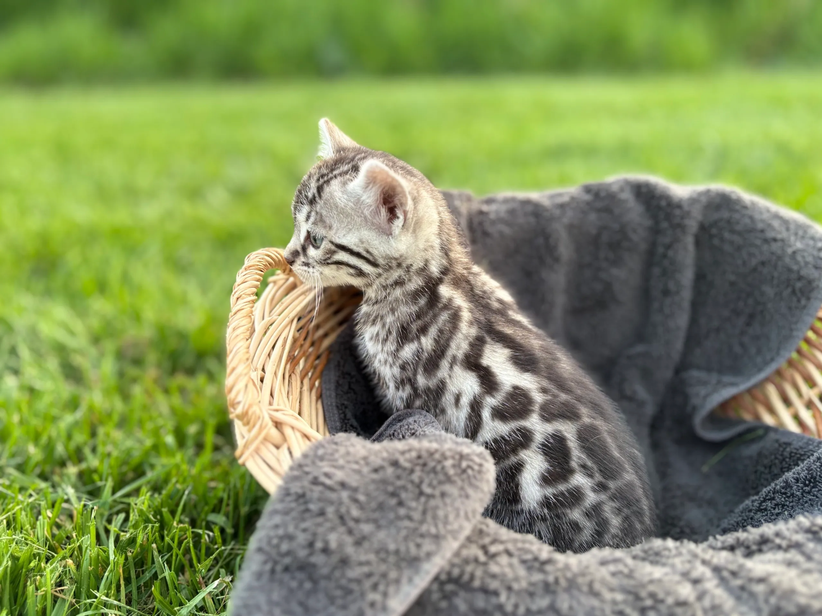 cattery near me for bengal kittens