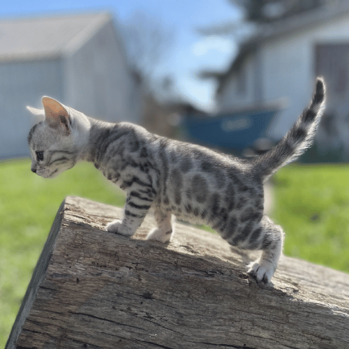 how to adopt a bengal cat in ohio