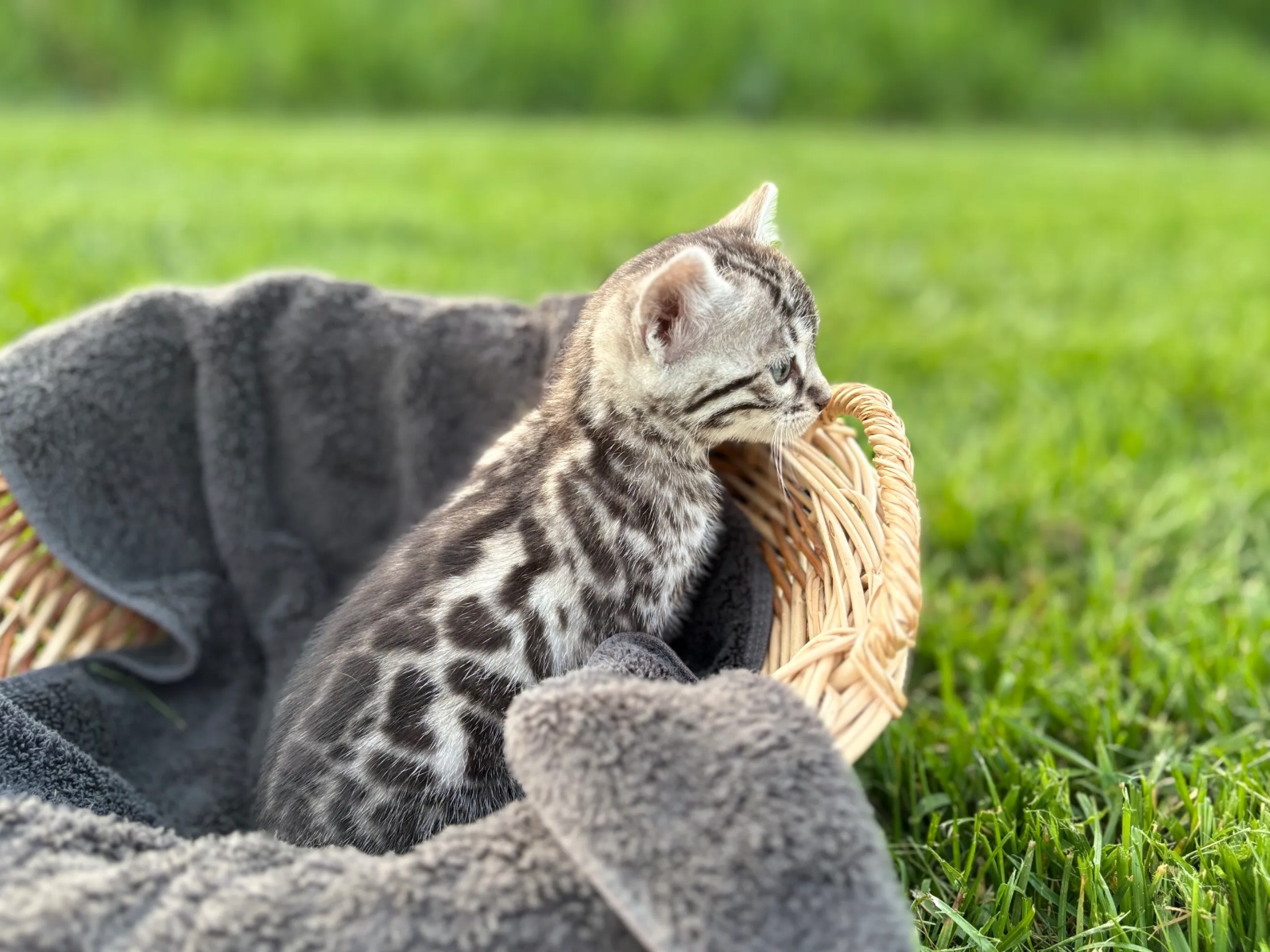 free bengal kittens for adoption toledo ohio