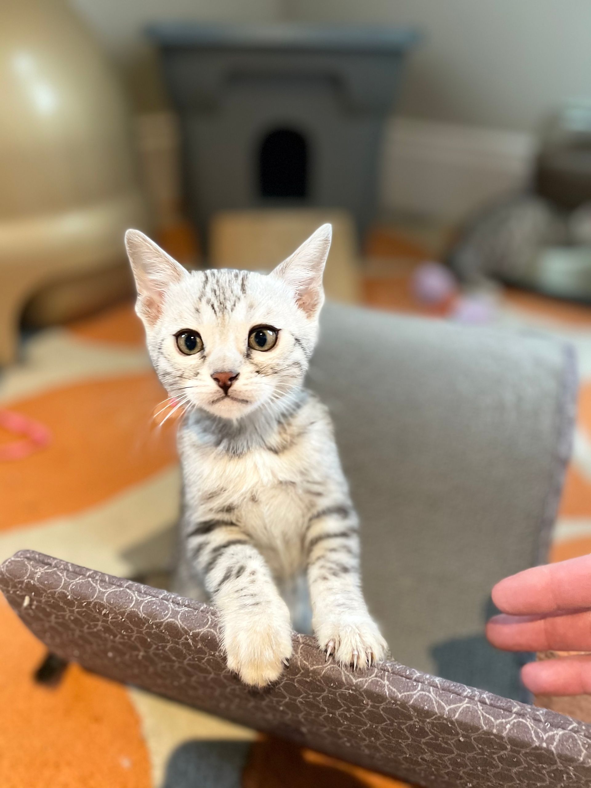 adorable free kittens for adoption near me