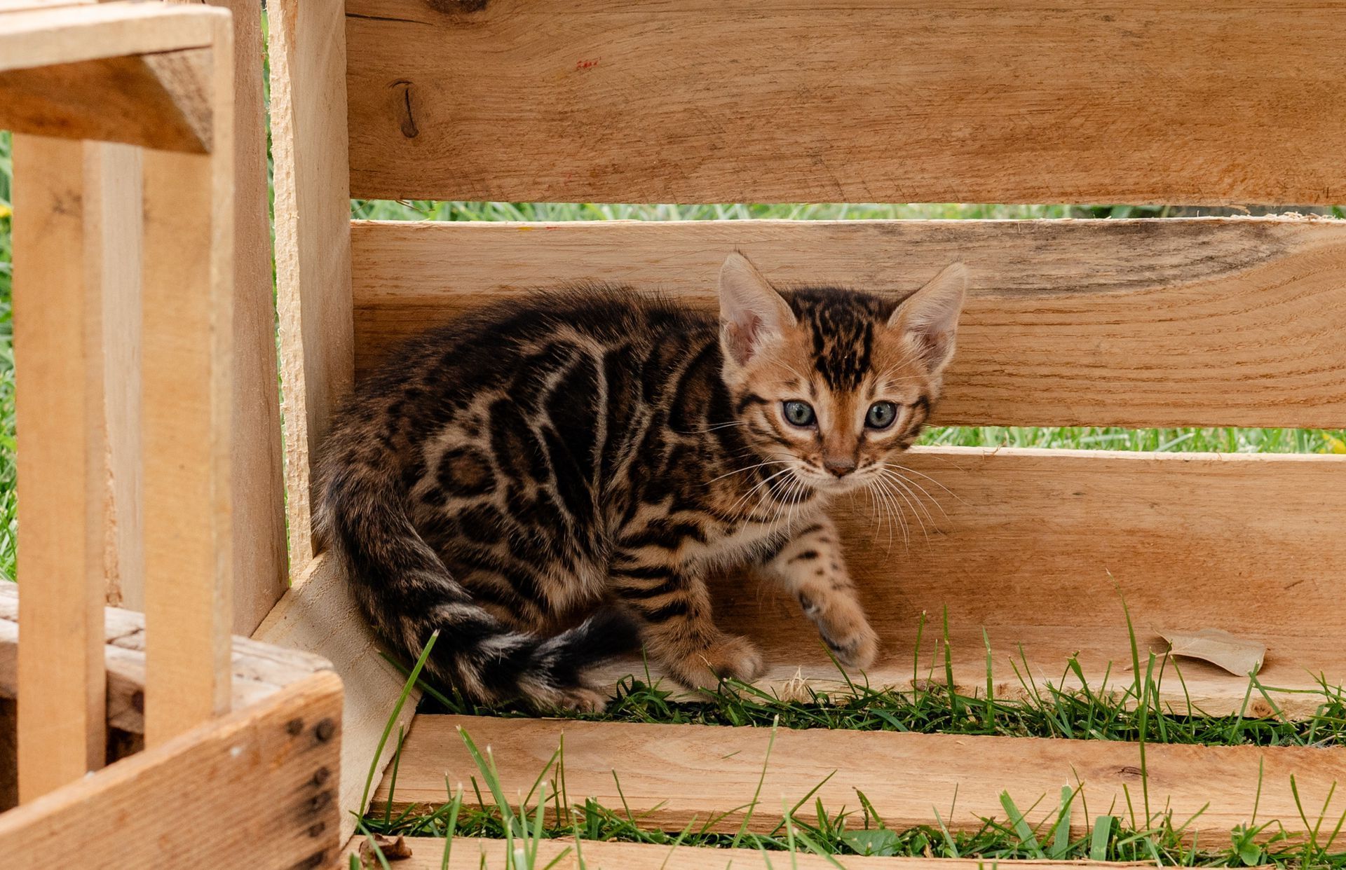 cattery with safe breeding practices