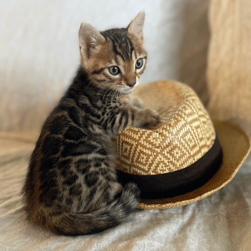 trusted bengal cat breeders in toledo ohio