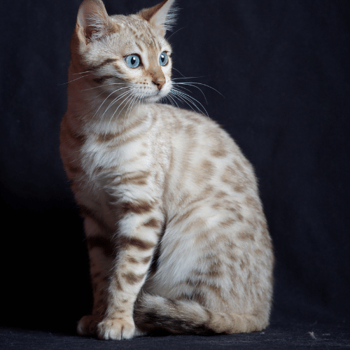 adopt a female bengal cat USA