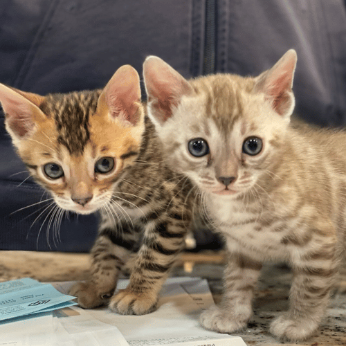 best bengal kittens for sale usa