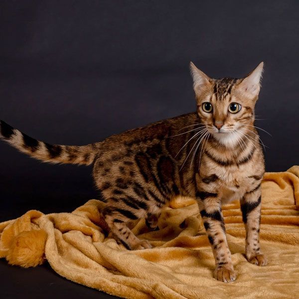 bengal cats rehoming near me