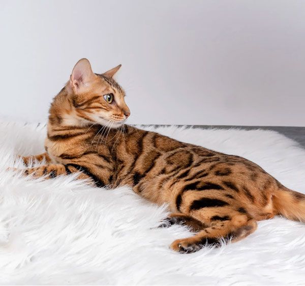 adopting a bengal cat in usa
