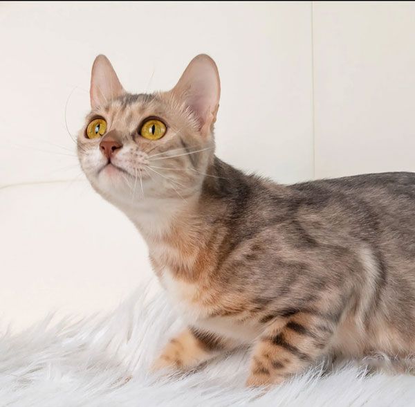 usa trusted bengal breeders near me