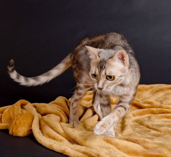 trusted ohio cat breeders in usa