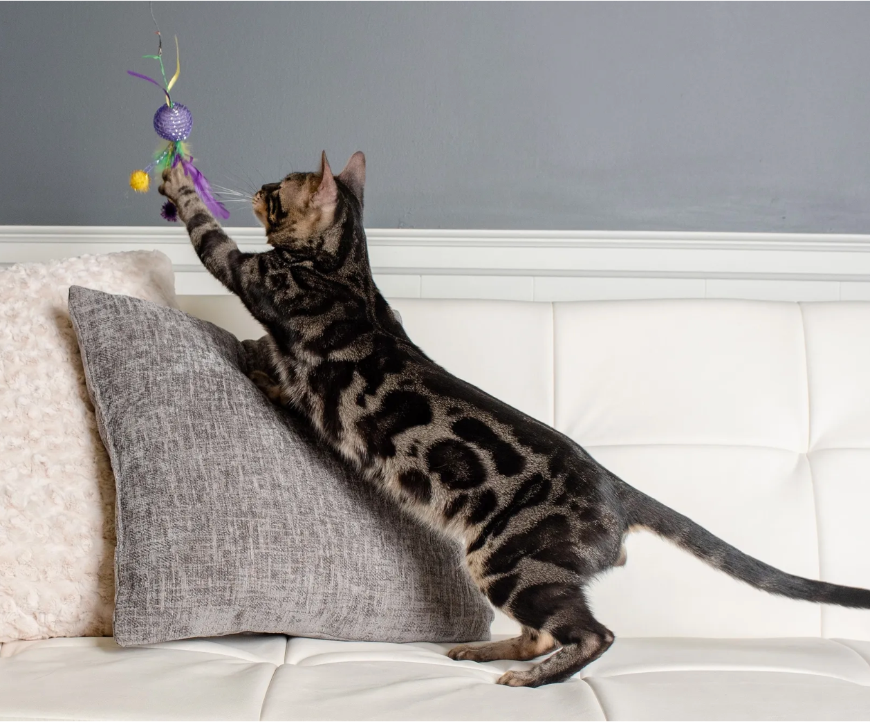 male bengal cats for sale ohio