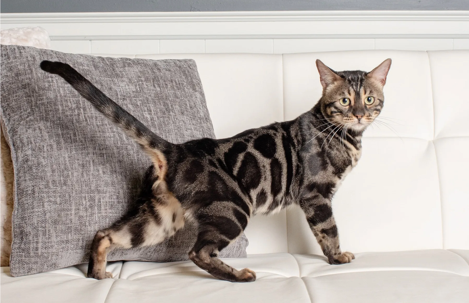 male bengal cats for sale in ohio