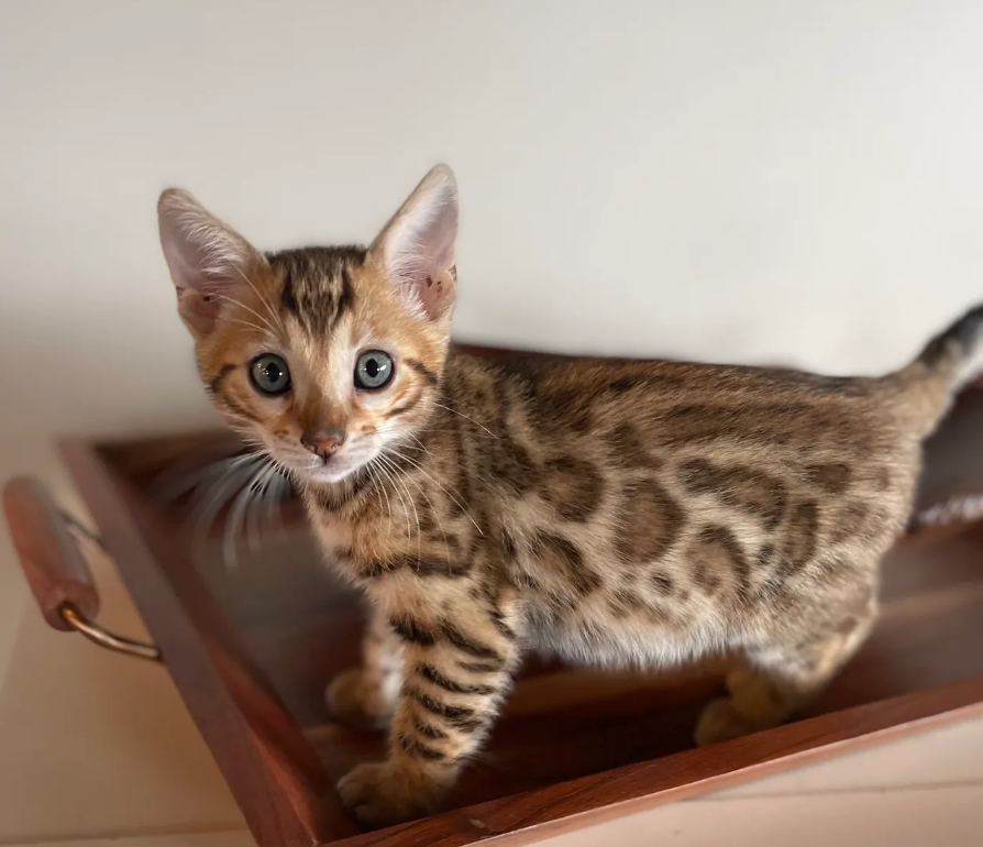 adopt female kittens in ohio near me