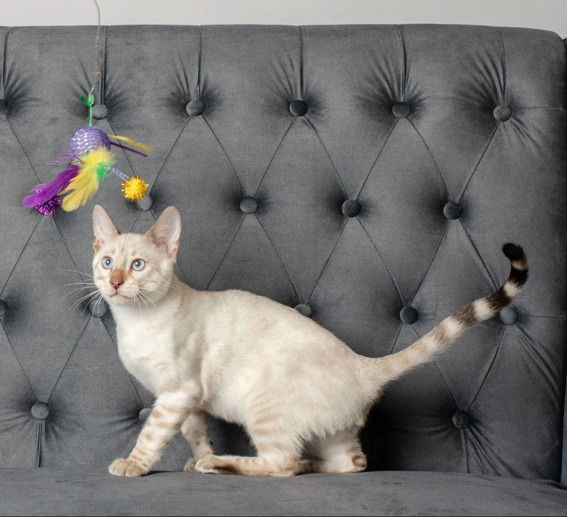 local cat breeders near me