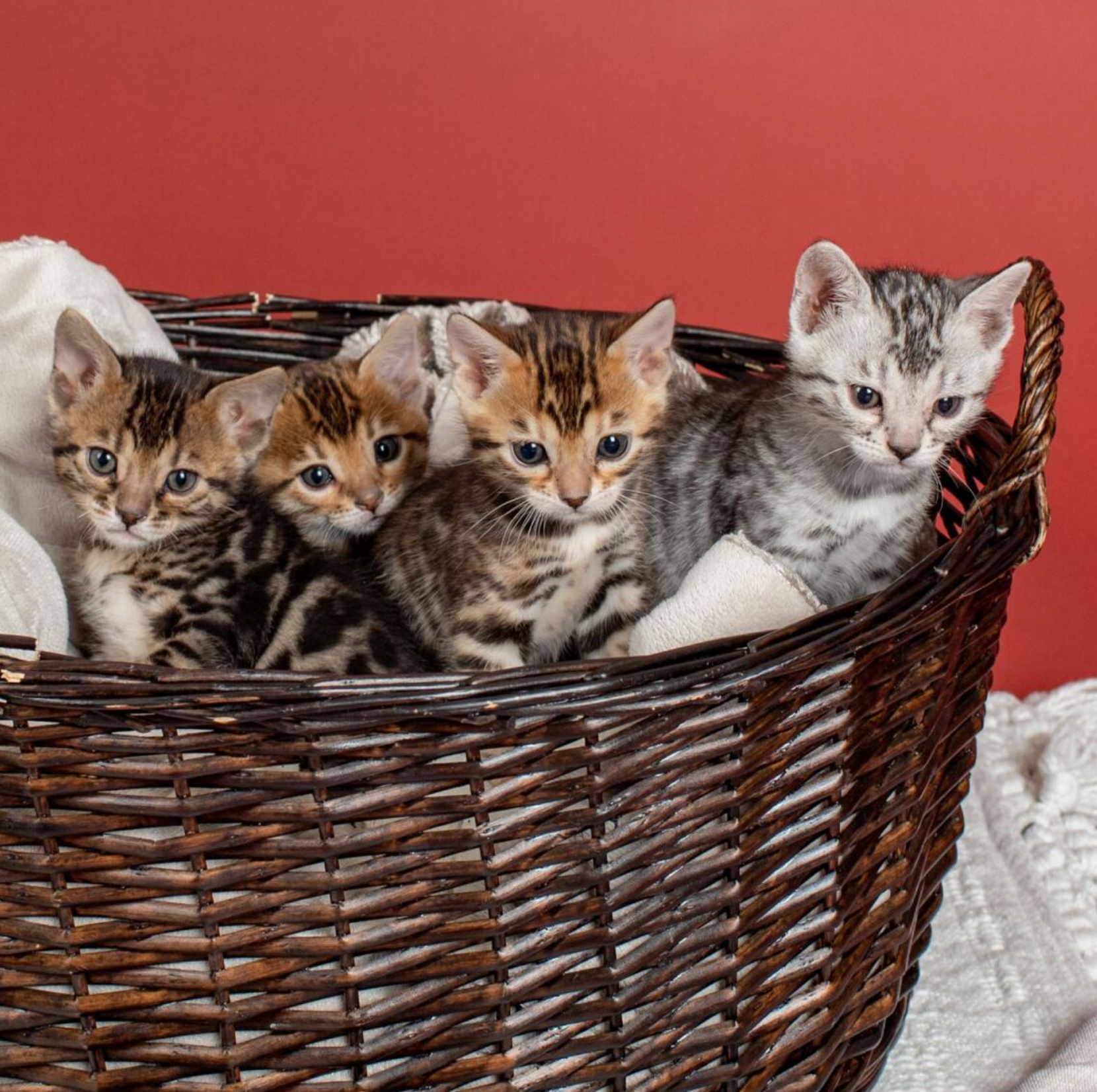 family friendly bengal kittens for sale