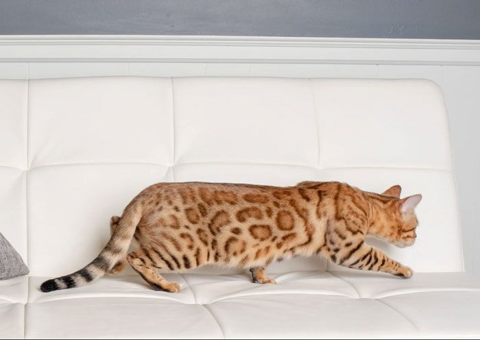 why buy a bengal cat from a trusted breeder in the usa