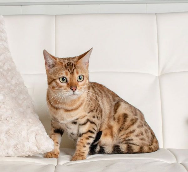 bengal kitten adoptions near me